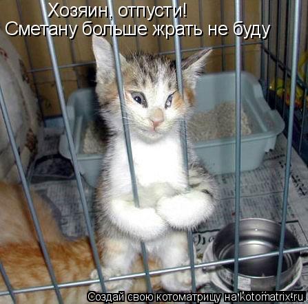 Хозяин, отпусти! Сметану больше жрать не буду... Котоматрица: Хозяин, отпусти! Сметану больше жрать не буду