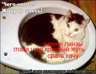 Котоматрица: у меня линзы глаза щас красный жуть срать хачу