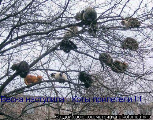 Котоматрица: Весна наступила - Коты прилетели !!!