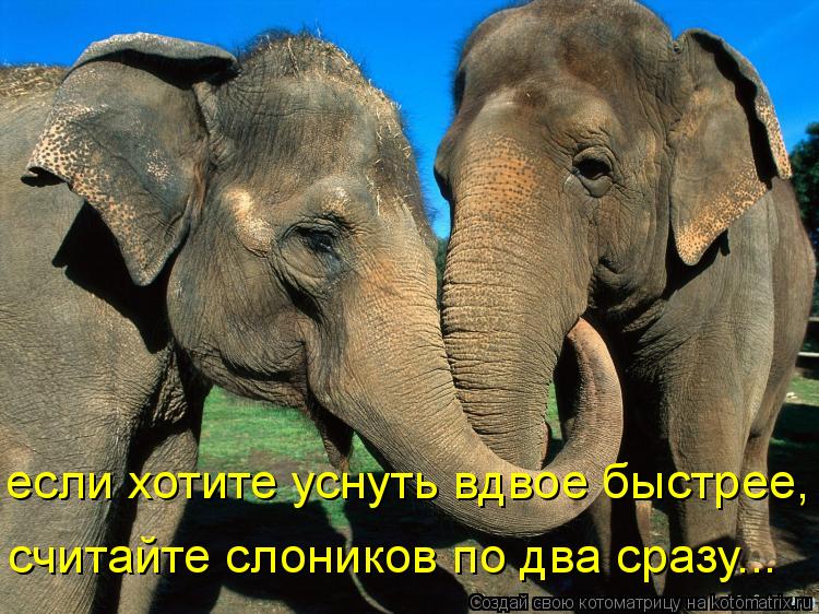 Котоматрица: если хотите уснуть вдвое быстрее, считайте слоников по два сразу...