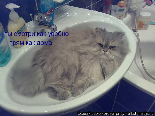 ты смотри как удобно прям как дома... Котоматрица: ты смотри как удобно прям как дома