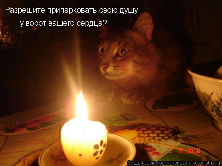 Котоматрица: Разрешите припарковать свою душу у ворот вашего сердца?