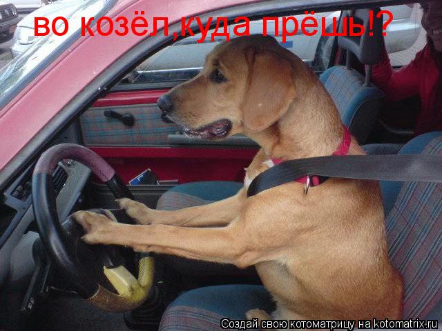 Котоматрица: во козёл,куда прёшь!?