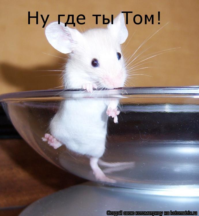 Котоматрица: Ну где ты Том!