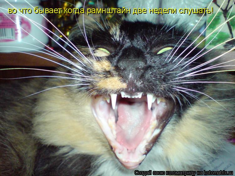 Котоматрица: во что бывает когда рамнштайн две недели слушать!