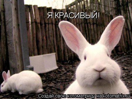 Котоматрица: Я КРАСИВЫЙ!