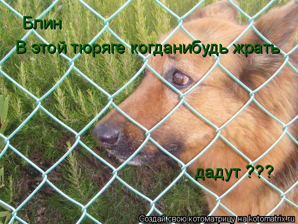 Котоматрица: Блин  В этой тюряге когданибудь жрать  дадут ???
