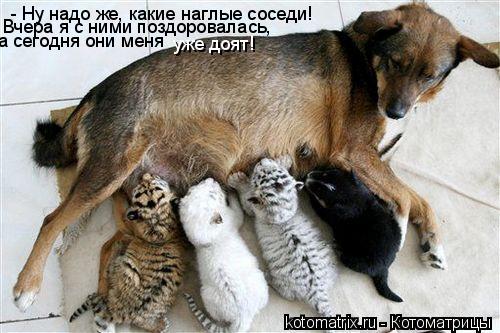 Котоматрица: - Ну надо же, какие наглые соседи!  Вчера я с ними поздоровалась, а сегодня они меня уже доят!