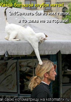 Котоматрица: Эх!Связать бы из них тапки, Какой большой клубок ниток! а то зима не за горами!