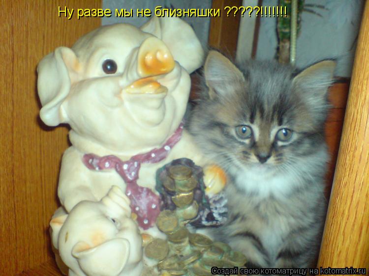 Котоматрица: Ну разве мы не близняшки ?????!!!!!!!