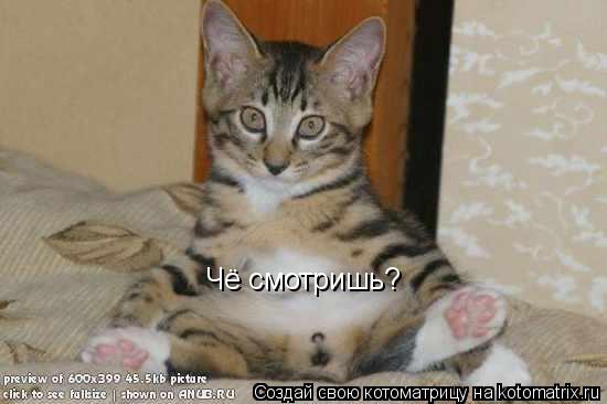 Чё смотришь?... Котоматрица: Чё смотришь?