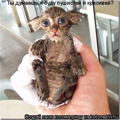 Ты думаешь,я буду пушистей и красивей?... Котоматрица: Ты думаешь,я буду пушистей и красивей?