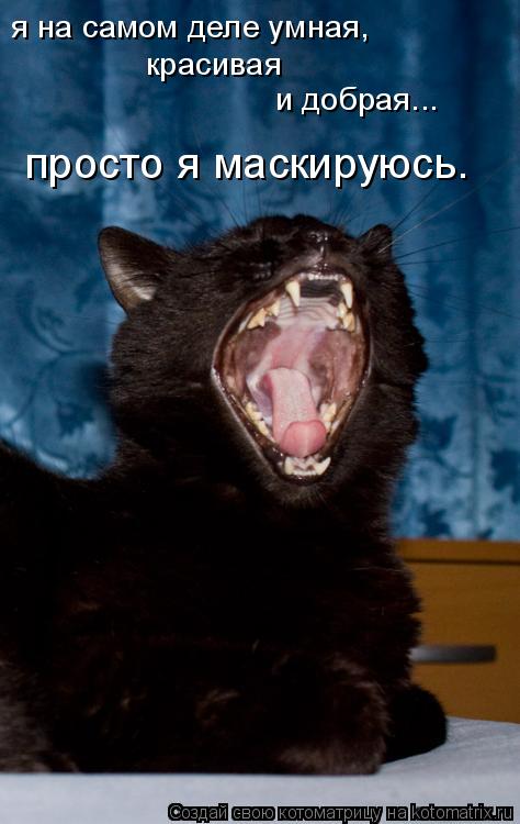 Котоматрица: я на самом деле умная, красивая и добрая... просто я маскируюсь.
