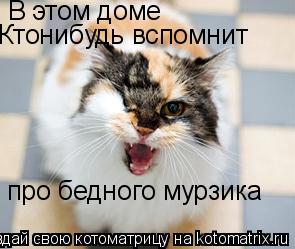 Котоматрица: В этом доме  Ктонибудь вспомнит  про бедного мурзика
