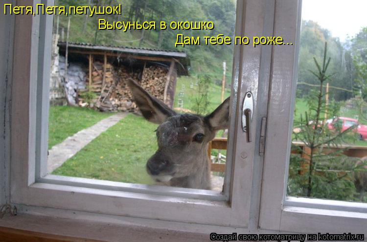 Котоматрица: Петя,Петя,петушок! Высунься в окошко Дам тебе по роже...