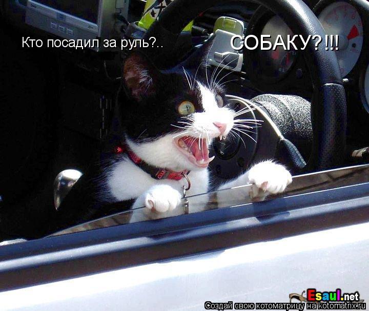 Кто посадил за руль?.. СОБАКУ?!!!... Котоматрица: Кто посадил за руль?.. СОБАКУ?!!!
