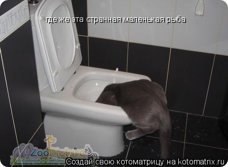 где же эта странная маленькая рыба... Котоматрица: где же эта странная маленькая рыба