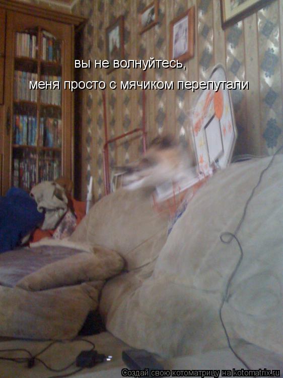 меня просто с мячиком перепутали вы не волнуйтесь,... Котоматрица: меня просто с мячиком перепутали вы не волнуйтесь,