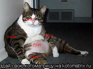 пузо рожа лапа лапа лапа... Котоматрица: пузо рожа лапа лапа лапа