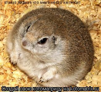 Котоматрица: ятакая жирная что меня не кто не любит
