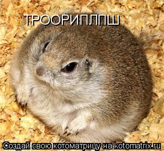 Котоматрица: ТРООРИПЛПШ ТРООРИПЛПШ