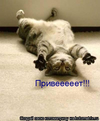 Привееееет!!!... Котоматрица: Привееееет!!!