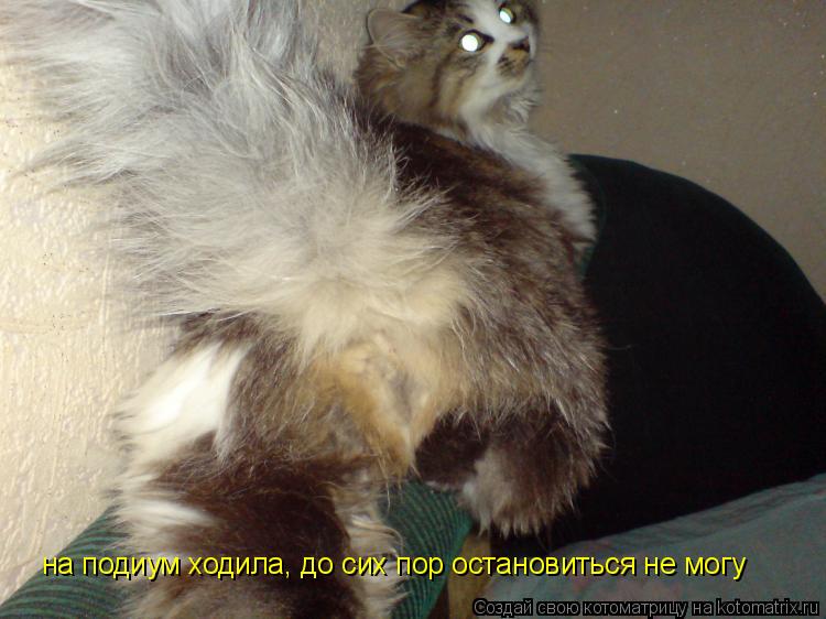 Котоматрица: на подиум ходила, до сих пор остановиться не могу