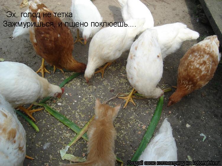 Котоматрица: Эх, голод не тетка Зажмуришься, и пшено поклюешь....