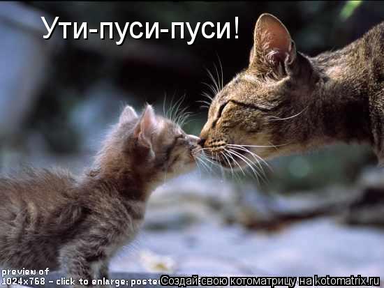 Ути-пуси-пуси!... Котоматрица: Ути-пуси-пуси!