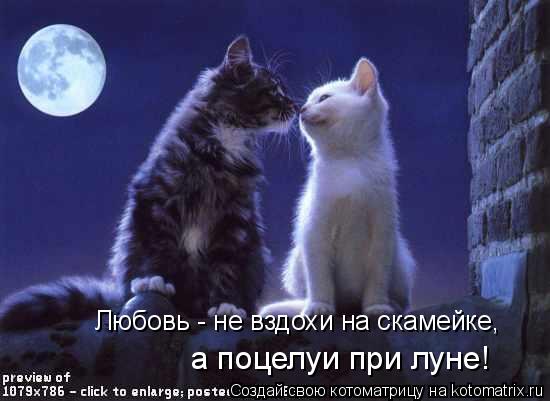 Любовь - не вздохи на скамейке, а поцелуи при луне!... Котоматрица: Любовь - не вздохи на скамейке, а поцелуи при луне!