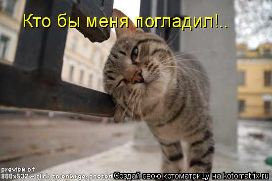 Кто бы меня погладил!..... Котоматрица: Кто бы меня погладил!..