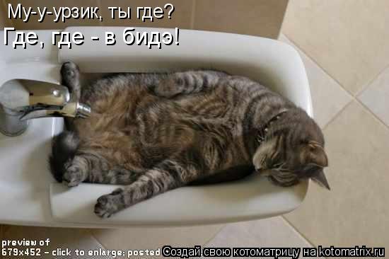 Му-у-урзик, ты где? Где, где - в бидэ!... Котоматрица: Му-у-урзик, ты где? Где, где - в бидэ!
