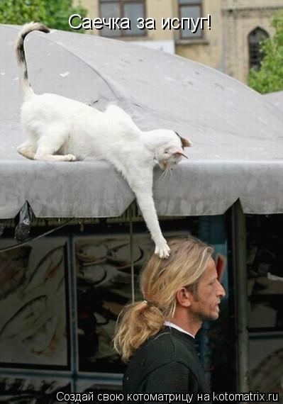 Котоматрица: Саечка за испуг!