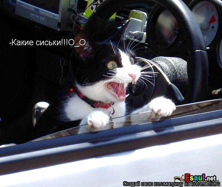 -Какие сиськи!!!О_О... Котоматрица: -Какие сиськи!!!О_О