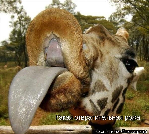 Какая отвратительная рожа... Котоматрица: Какая отвратительная рожа