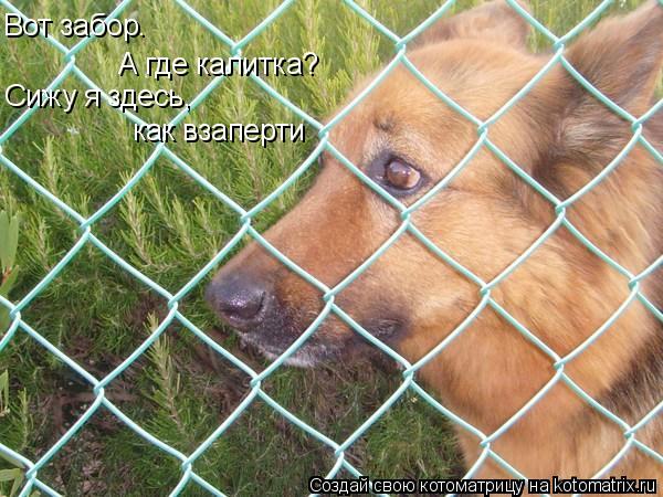 Котоматрица: Вот забор. А где калитка? Сижу я здесь,  как взаперти