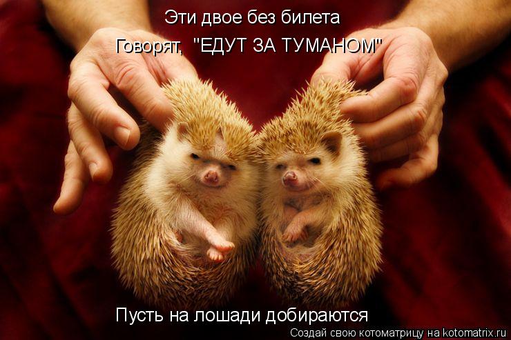 Эти двое без билета Говорят, "ЕДУТ ЗА ТУМАНОМ" Пусть на лошади добираются... Котоматрица: Эти двое без билета Говорят, "ЕДУТ ЗА ТУМАНОМ" Пусть на лошади добираются