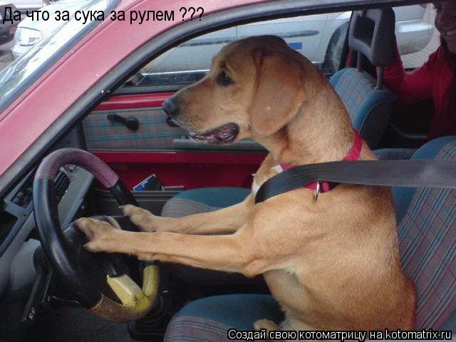 Да что за сука за рулем ???... Котоматрица: Да что за сука за рулем ???