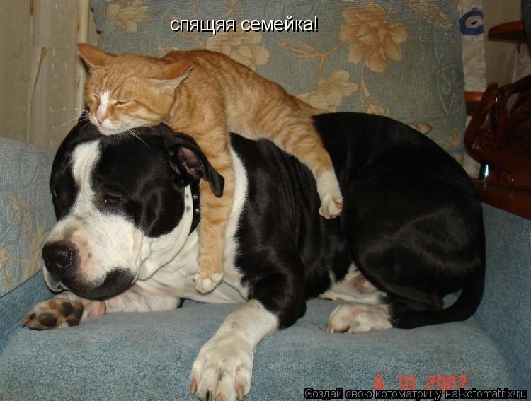 Котоматрица: спящяя семейка!