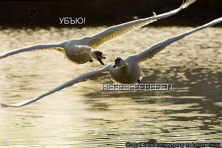 Котоматрица: НЕЕЕЕЕЕЕЕЕЕЕТ! УБЪЮ!