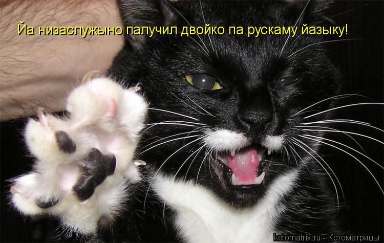 Котоматрица: Йа низаслужыно палучил двойко па рускаму йазыку!