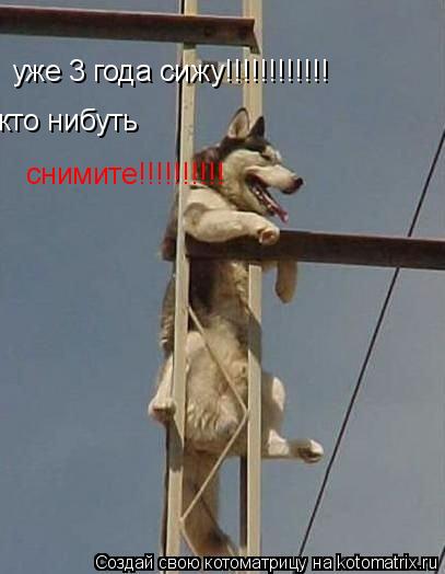 уже 3 года сижу!!!!!!!!!!!! кто нибуть снимите!!!!!!!!!!... Котоматрица: уже 3 года сижу!!!!!!!!!!!! кто нибуть снимите!!!!!!!!!!