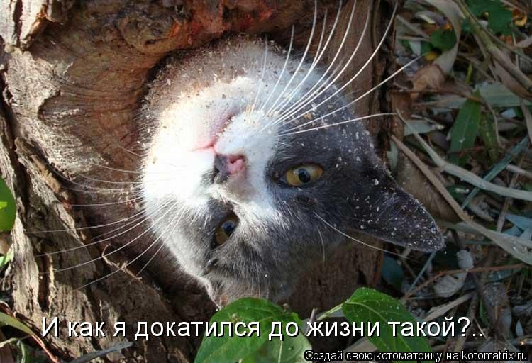 Котоматрица: И как я докатился до жизни такой?..