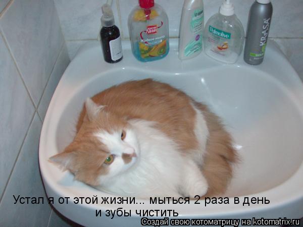 Котоматрица: Устал я от этой жизни... мыться 2 раза в день и зубы чистить