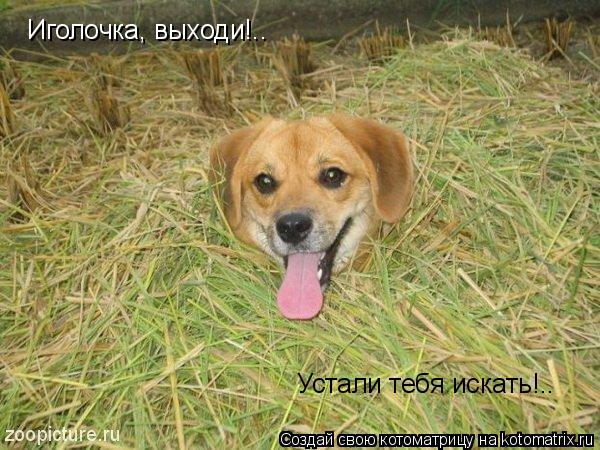 Котоматрица: Иголочка, выходи!.. Устали тебя искать!..