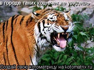 в городе таких кошечек не увидешь... Котоматрица: в городе таких кошечек не увидешь