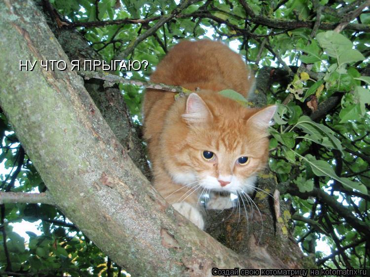 Котоматрица: НУ ЧТО Я ПРЫГАЮ?