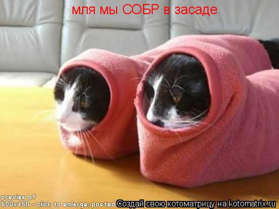 мля мы СОБР в засаде... Котоматрица: мля мы СОБР в засаде