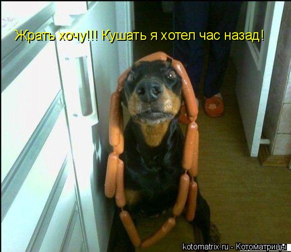 Котоматрица: Жрать хочу!!! Кушать я хотел час назад!