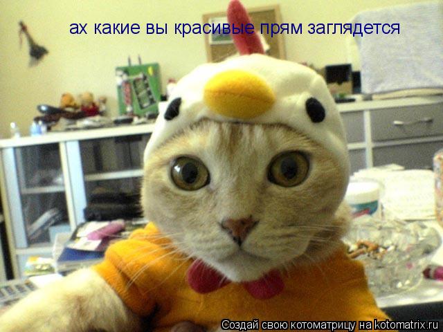Котоматрица: ах какие вы красивые заглидется прям ах какиет  ах какие вы красивые прям заглядется ах какие вы красивые прям заглядется